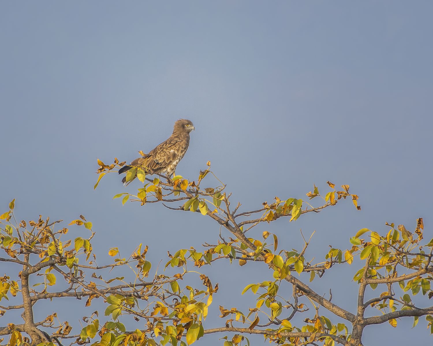 Short toe snake eagle (5)